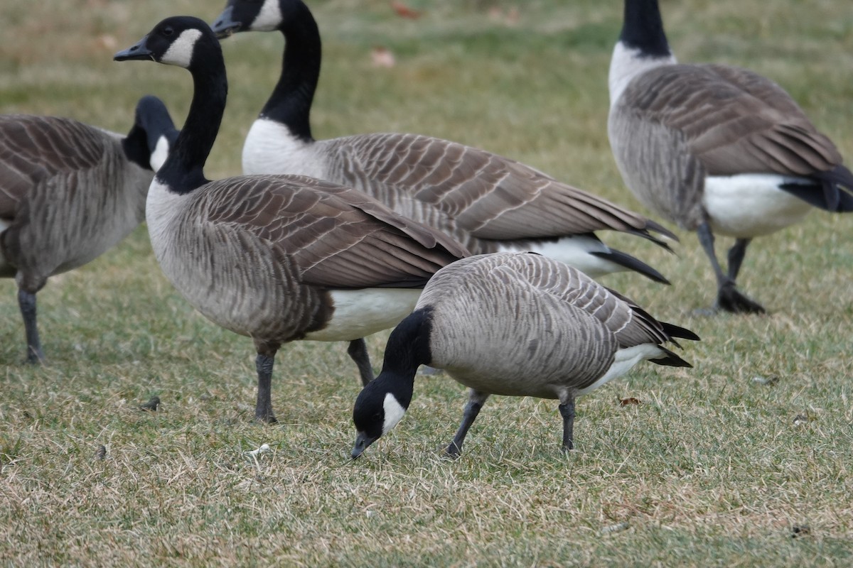 シジュウカラガン - ML646860615