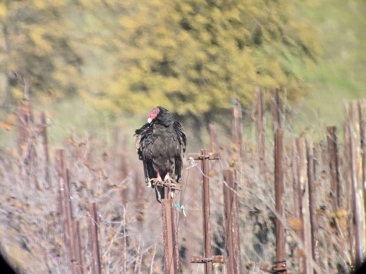 Turkey Vulture (Northern) - ML646860617
