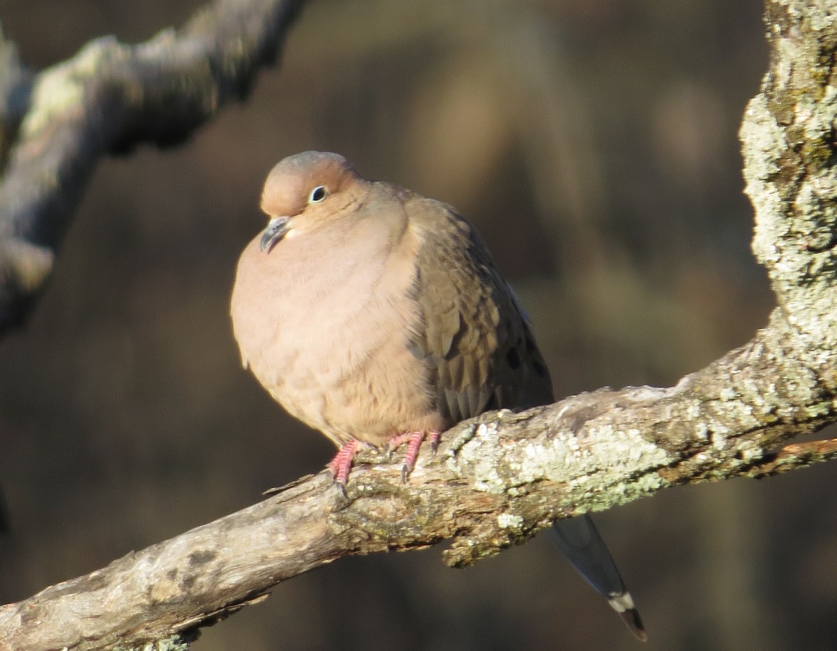 Mourning Dove - ML646860618
