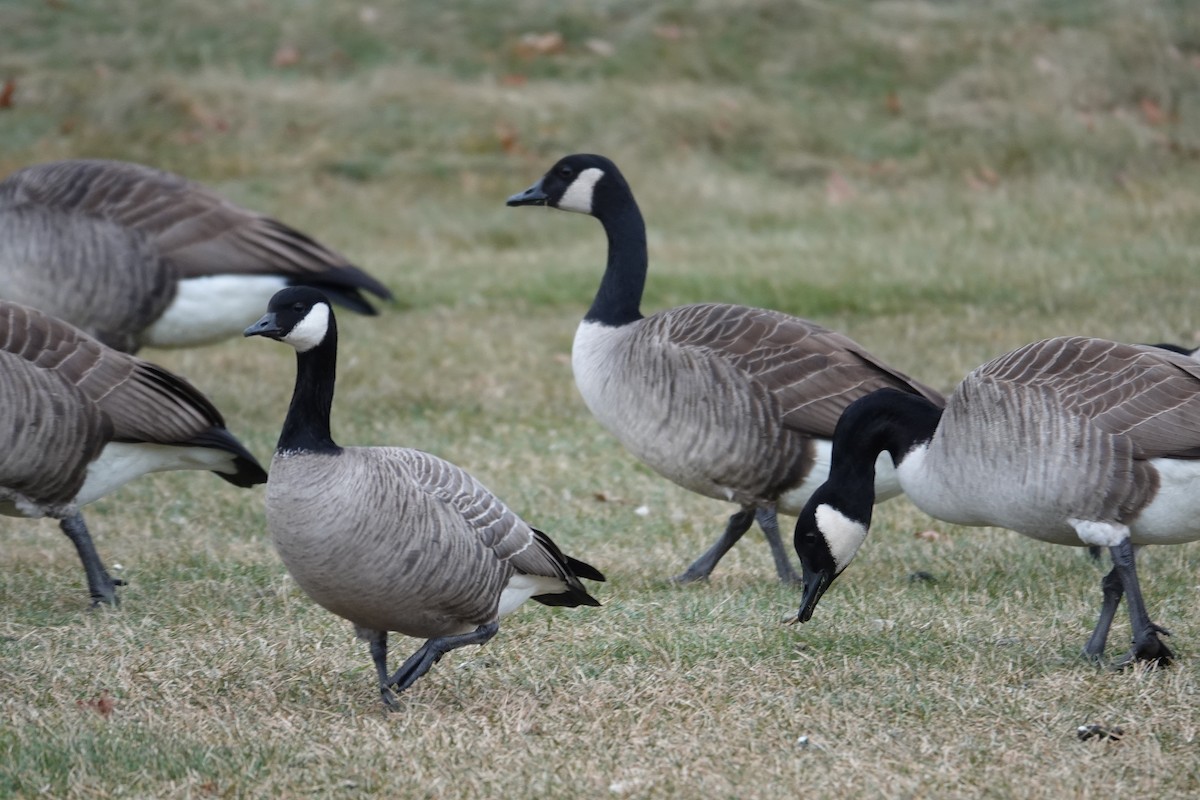 シジュウカラガン - ML646860619