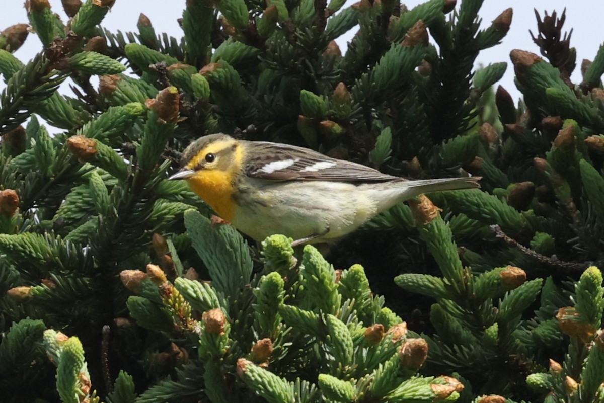 Reinita Gorjinaranja - ML646860621