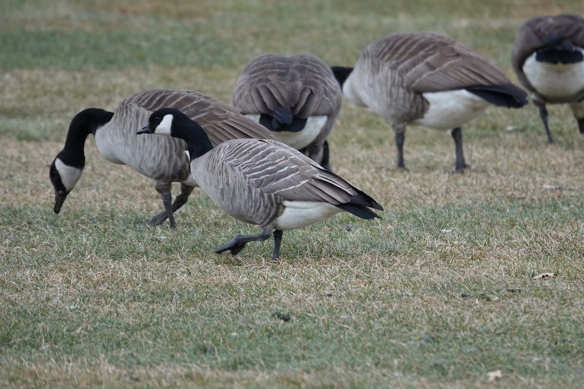 シジュウカラガン - ML646860624