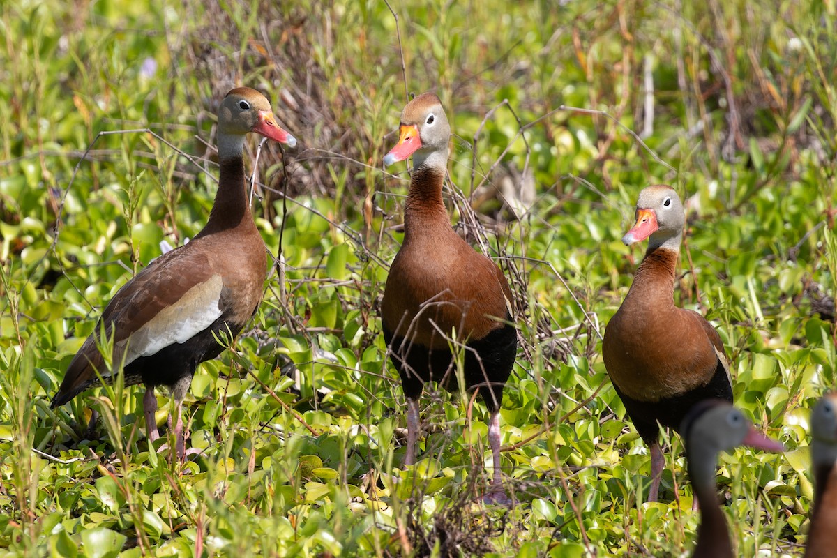 husička černobřichá - ML646860625