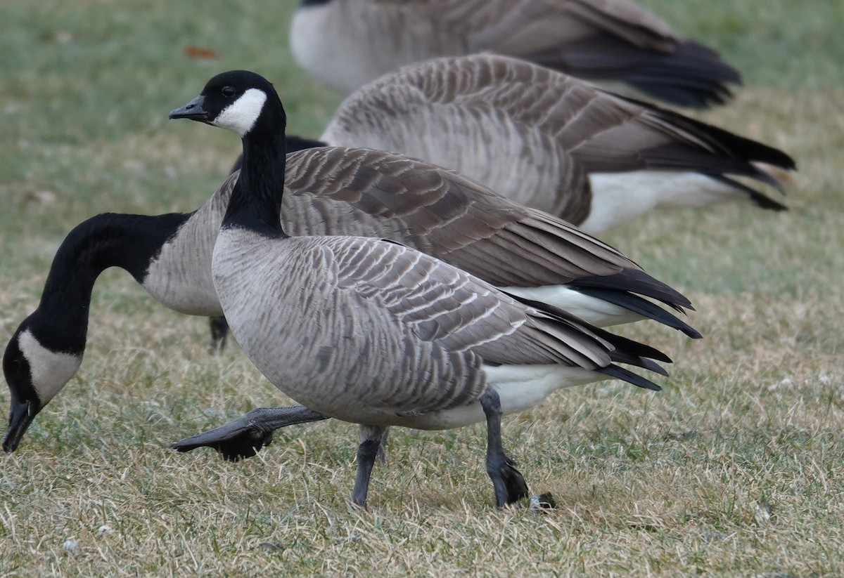 シジュウカラガン - ML646860626