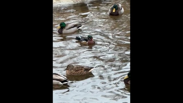 Wood Duck - ML646860627