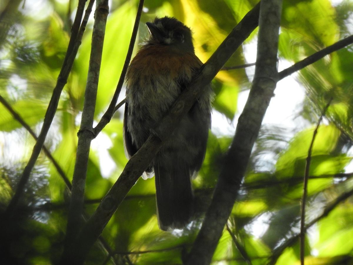 Moustached Puffbird - ML646860628