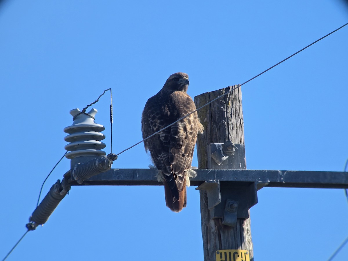 Red-tailed Hawk - ML646860630