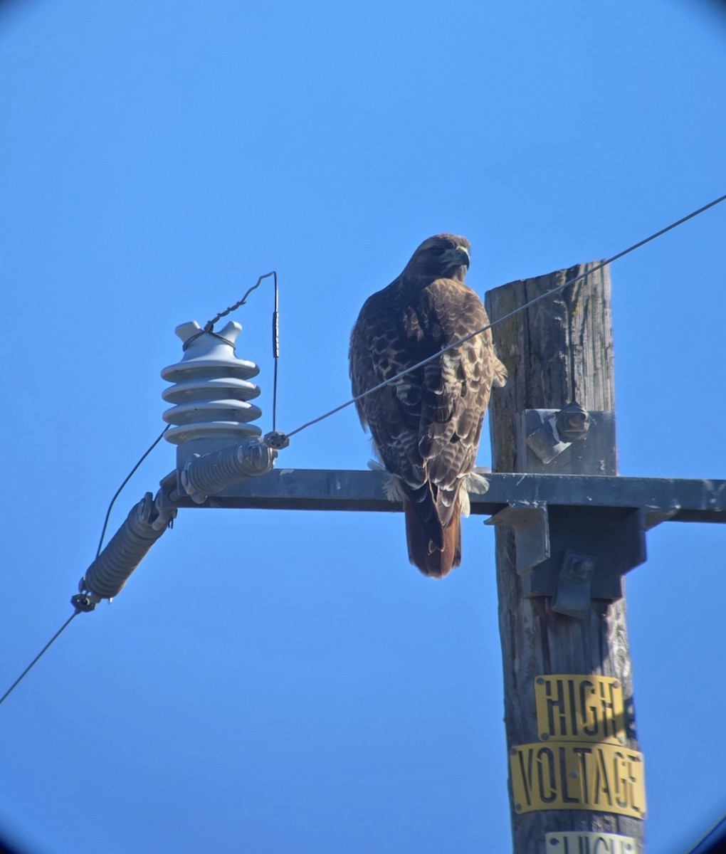 Red-tailed Hawk - ML646860631