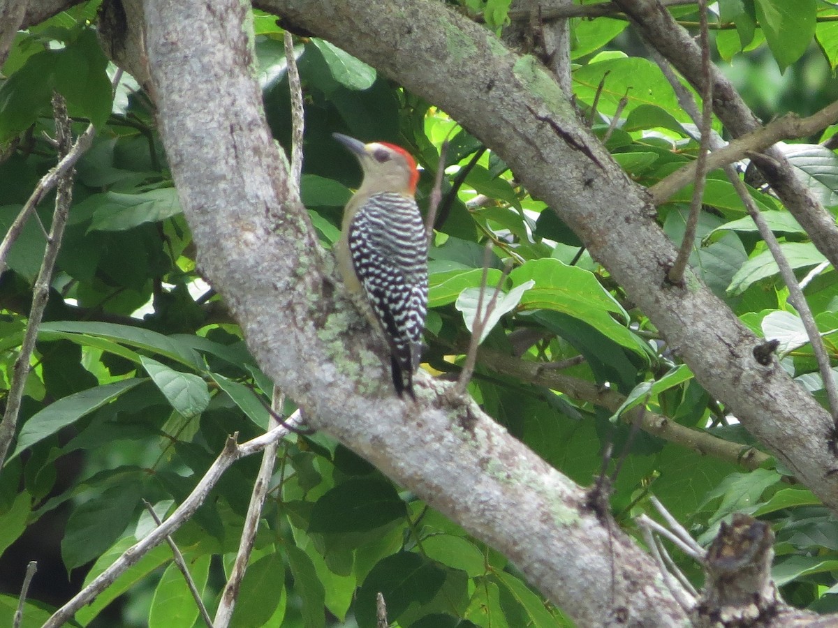 rødkronespett - ML646860634