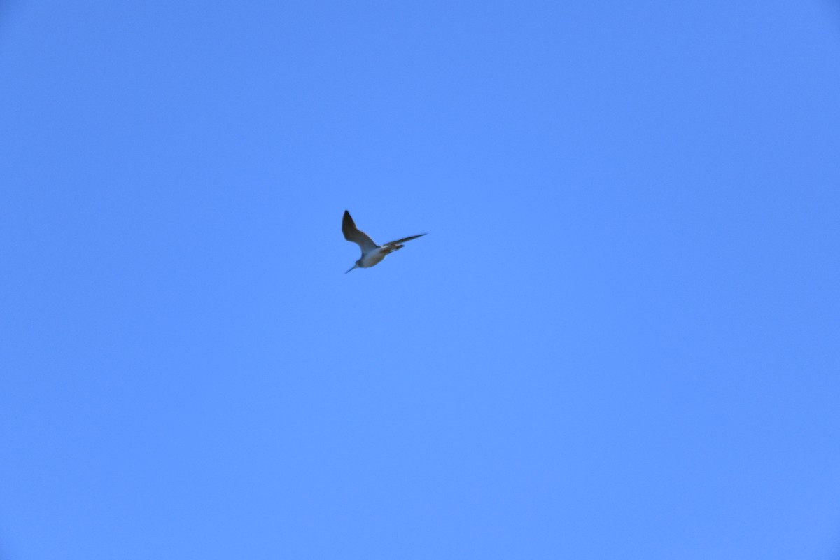 Пёстрый улит - ML646860635