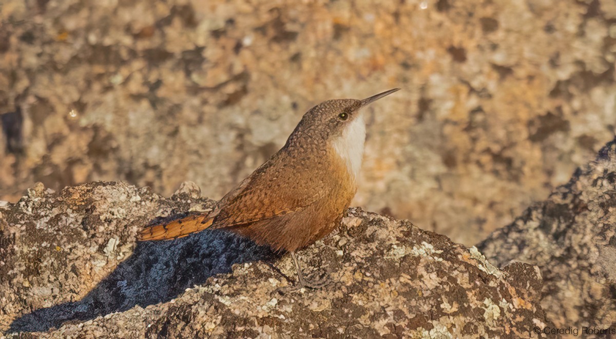 Canyon Wren - ML646860636
