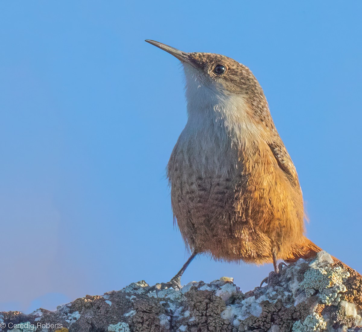 Canyon Wren - ML646860637