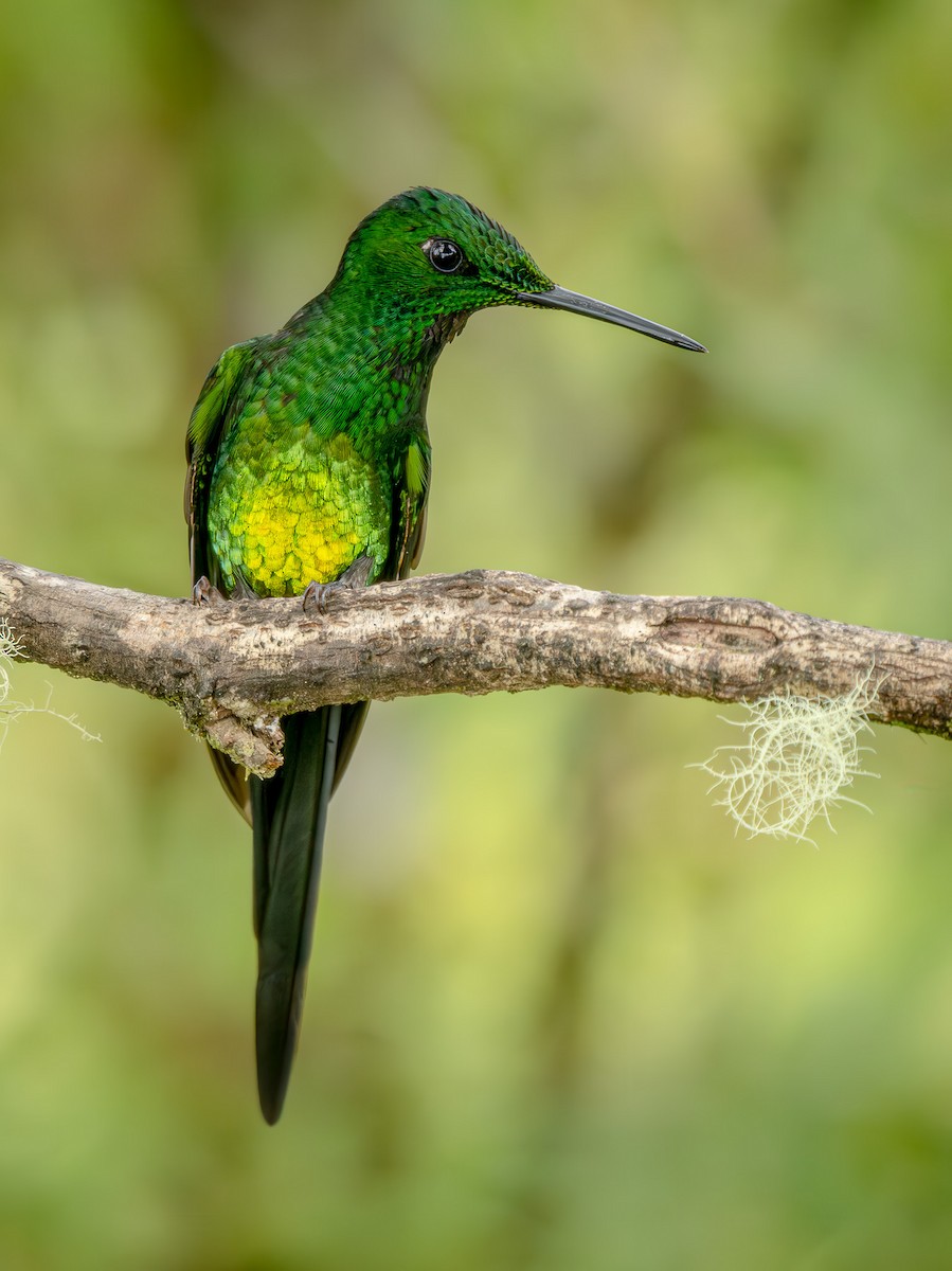 Empress Brilliant - ML646860638