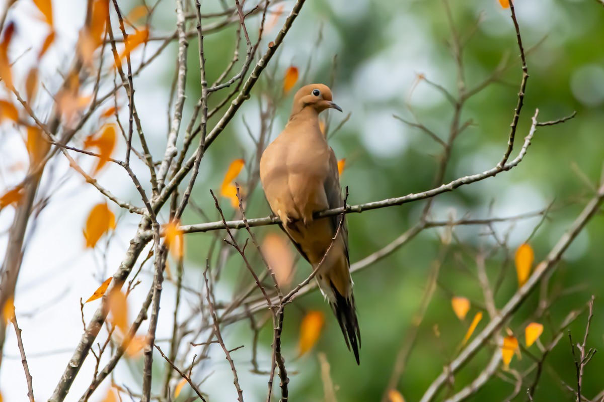 Mourning Dove - ML646860640