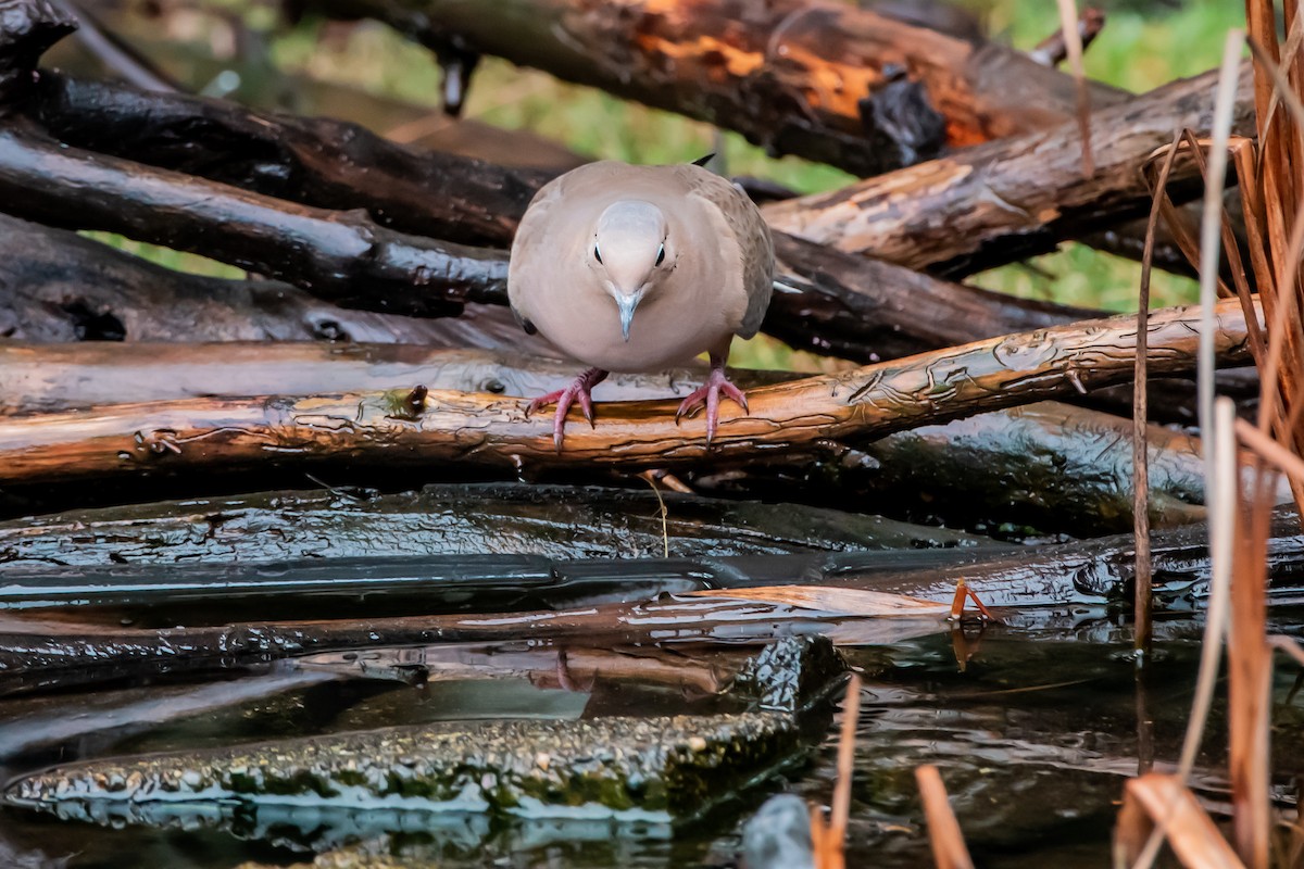 Mourning Dove - ML646860641