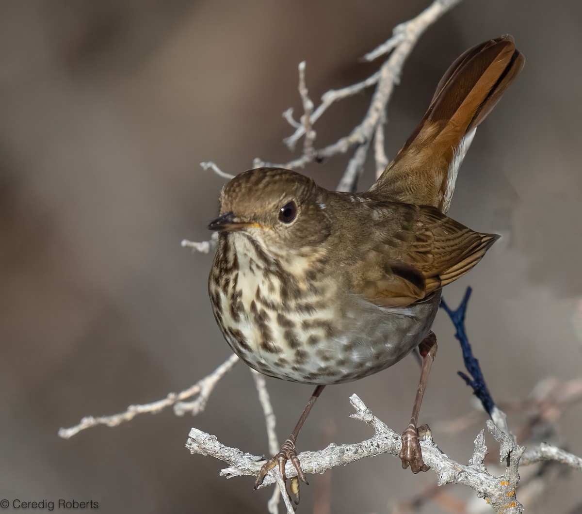 Hermit Thrush - ML646860642