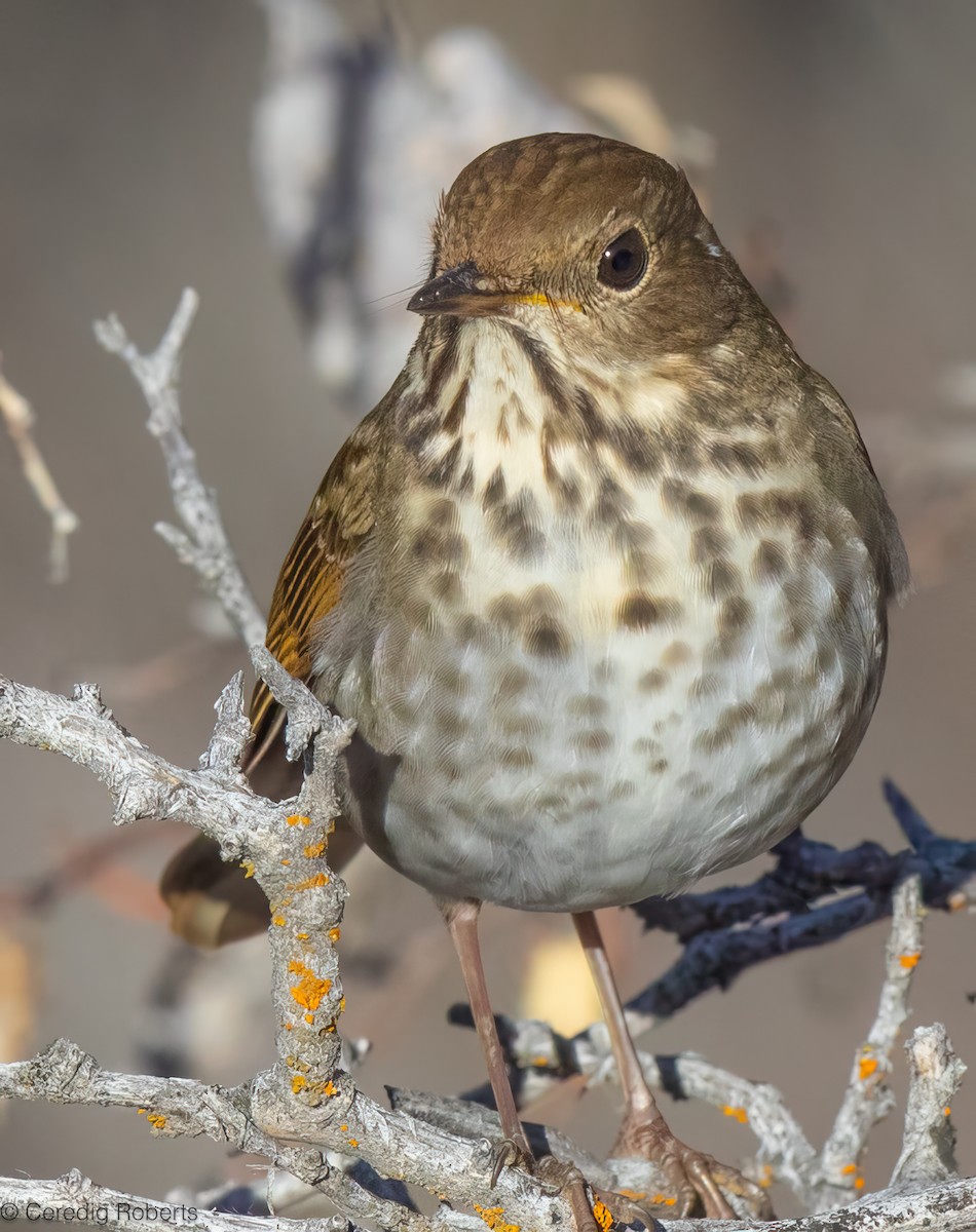 Hermit Thrush - ML646860643