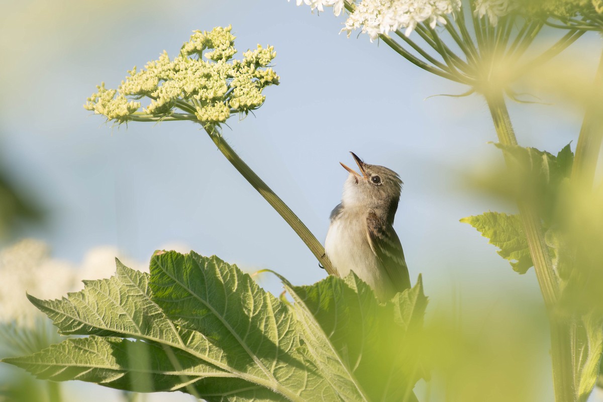 Alder Flycatcher - ML646860644
