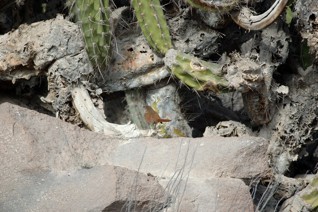 Canyon Canastero - ML646860652