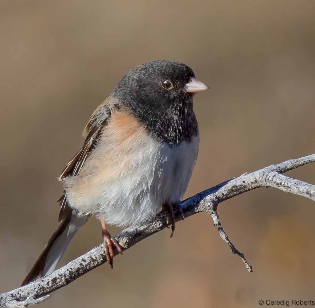 Dark-eyed Junco - ML646860653