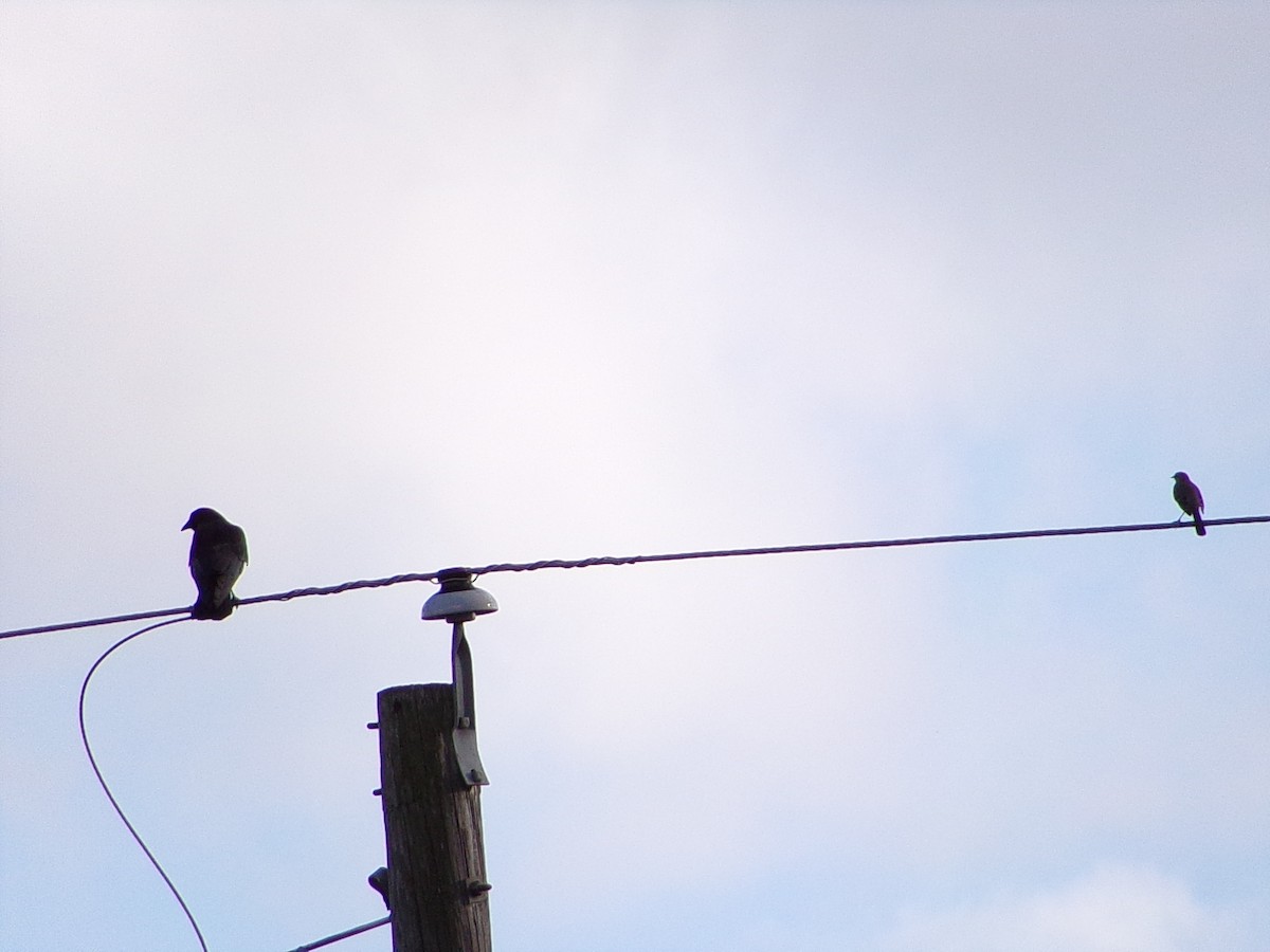 American Crow - ML646860654