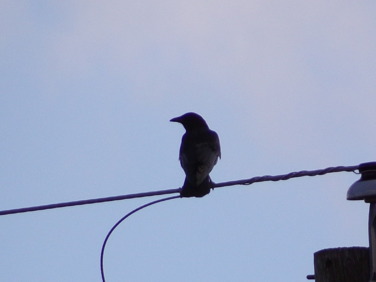 American Crow - ML646860655