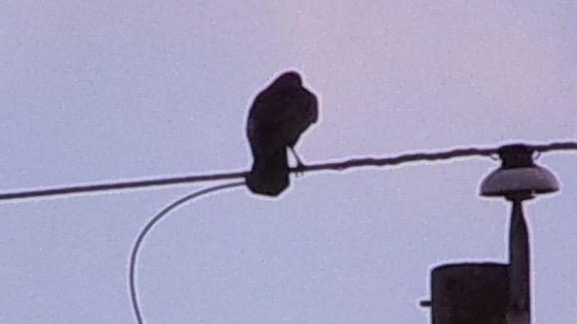 American Crow - ML646860656