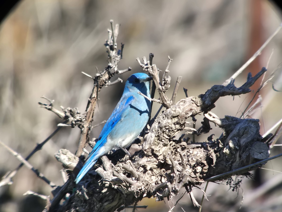 Mountain Bluebird - ML646860657
