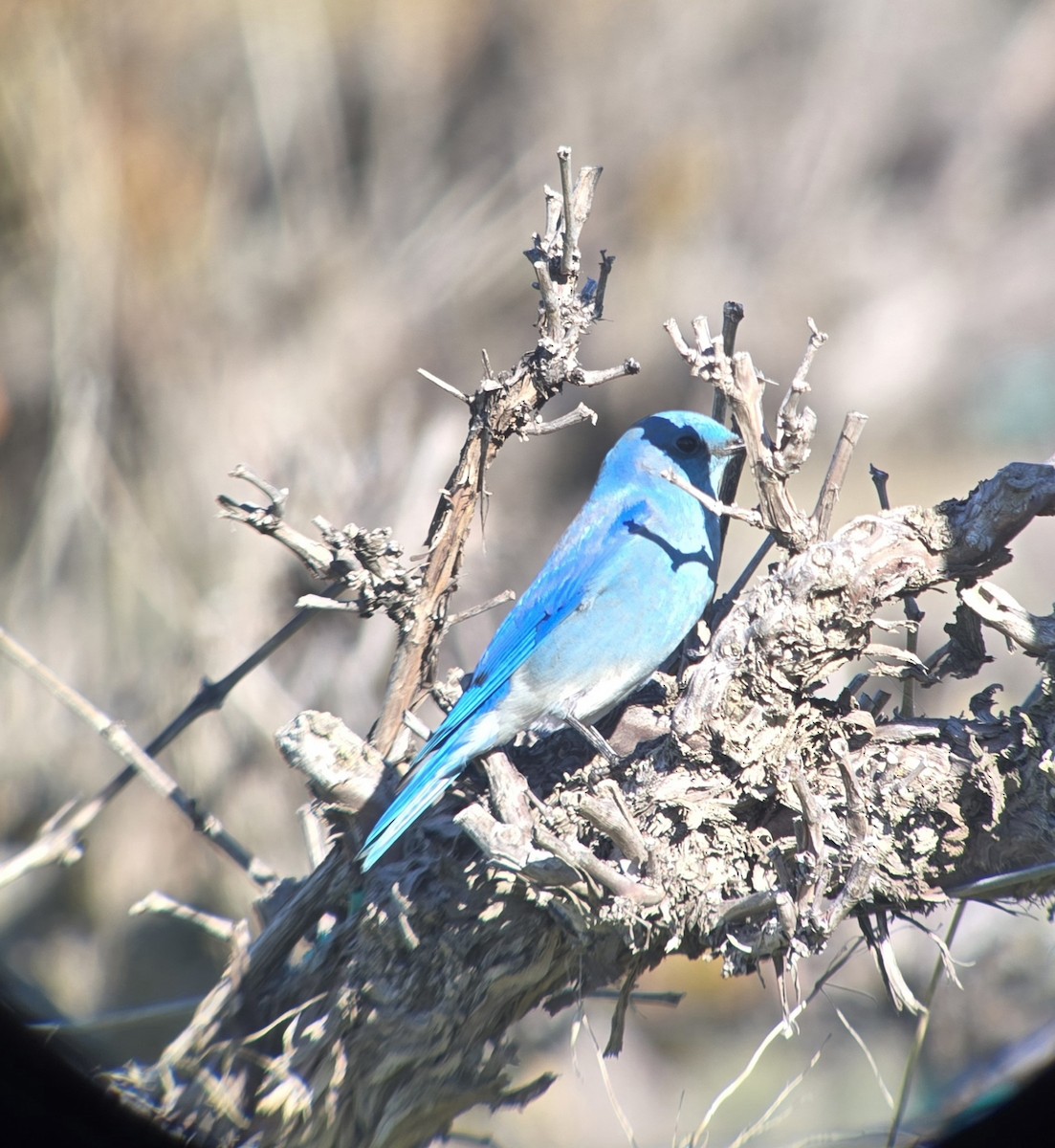 Mountain Bluebird - ML646860658