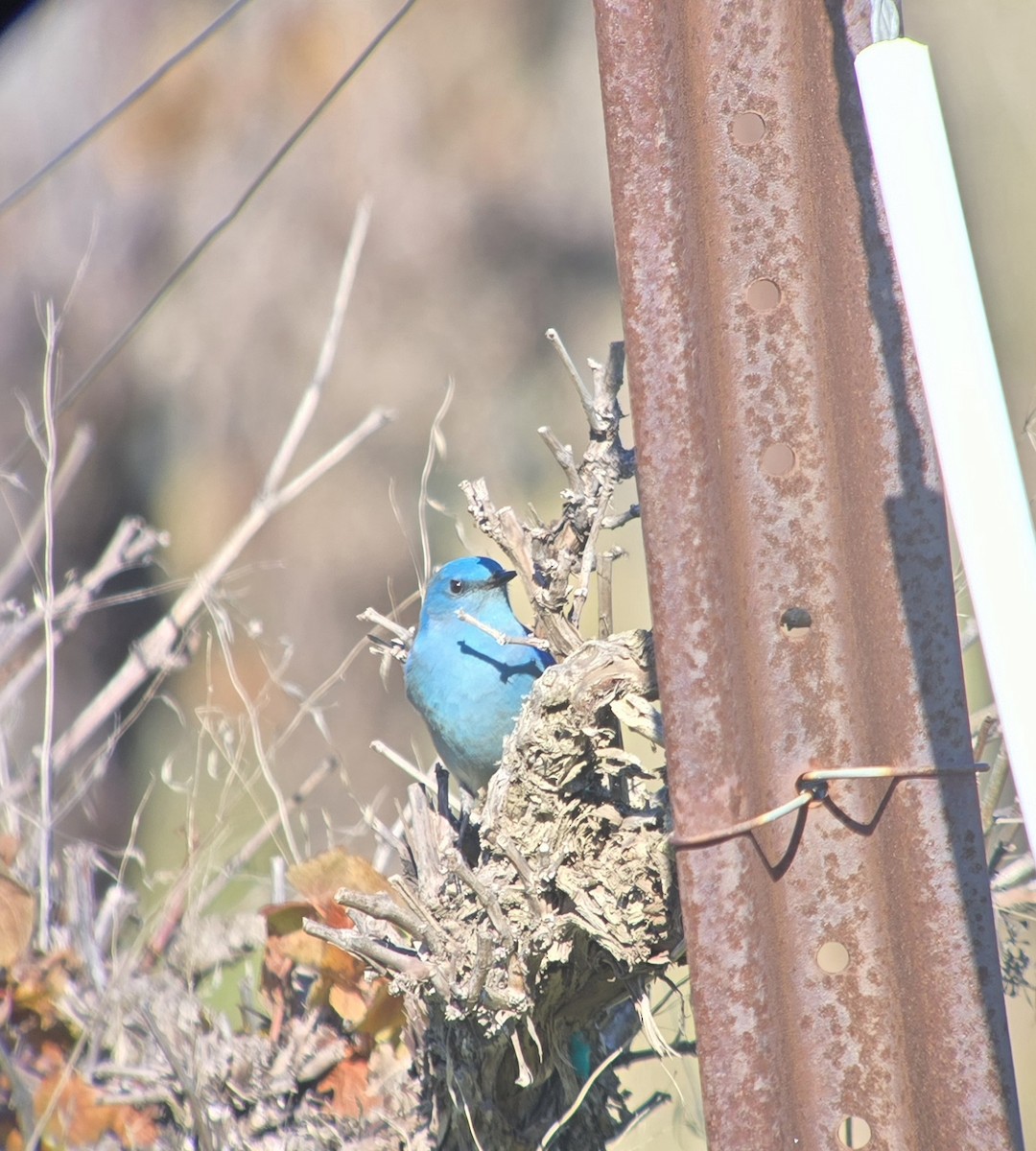 Mountain Bluebird - ML646860659