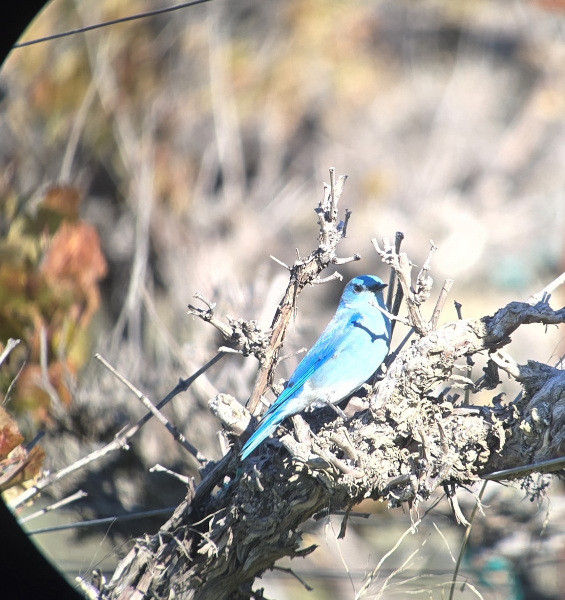 Mountain Bluebird - ML646860660