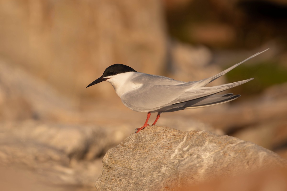 Txenada gorrizta - ML646860661