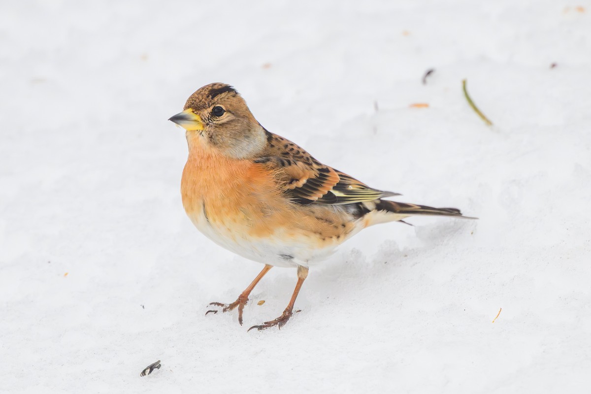 Brambling - ML646860662