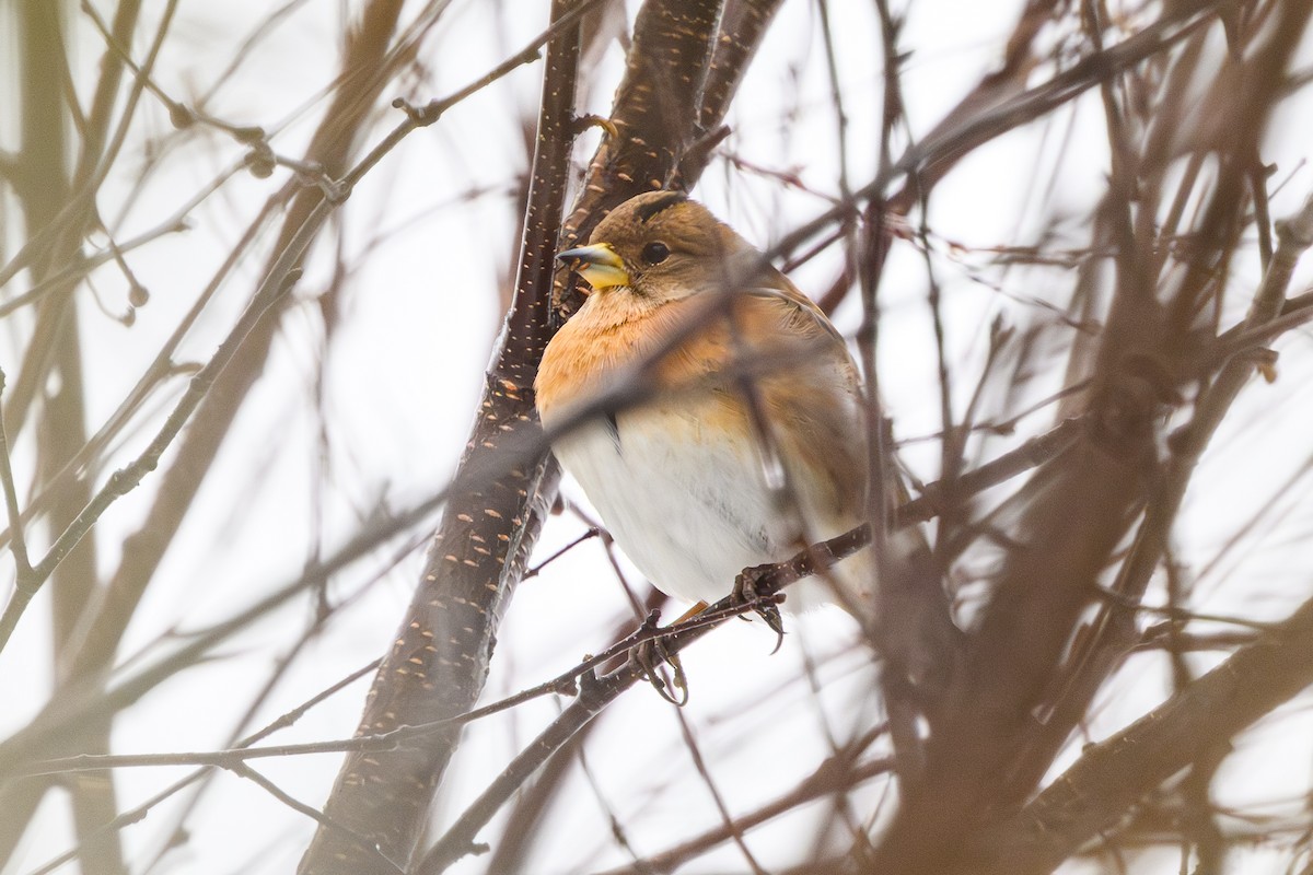 Brambling - ML646860663