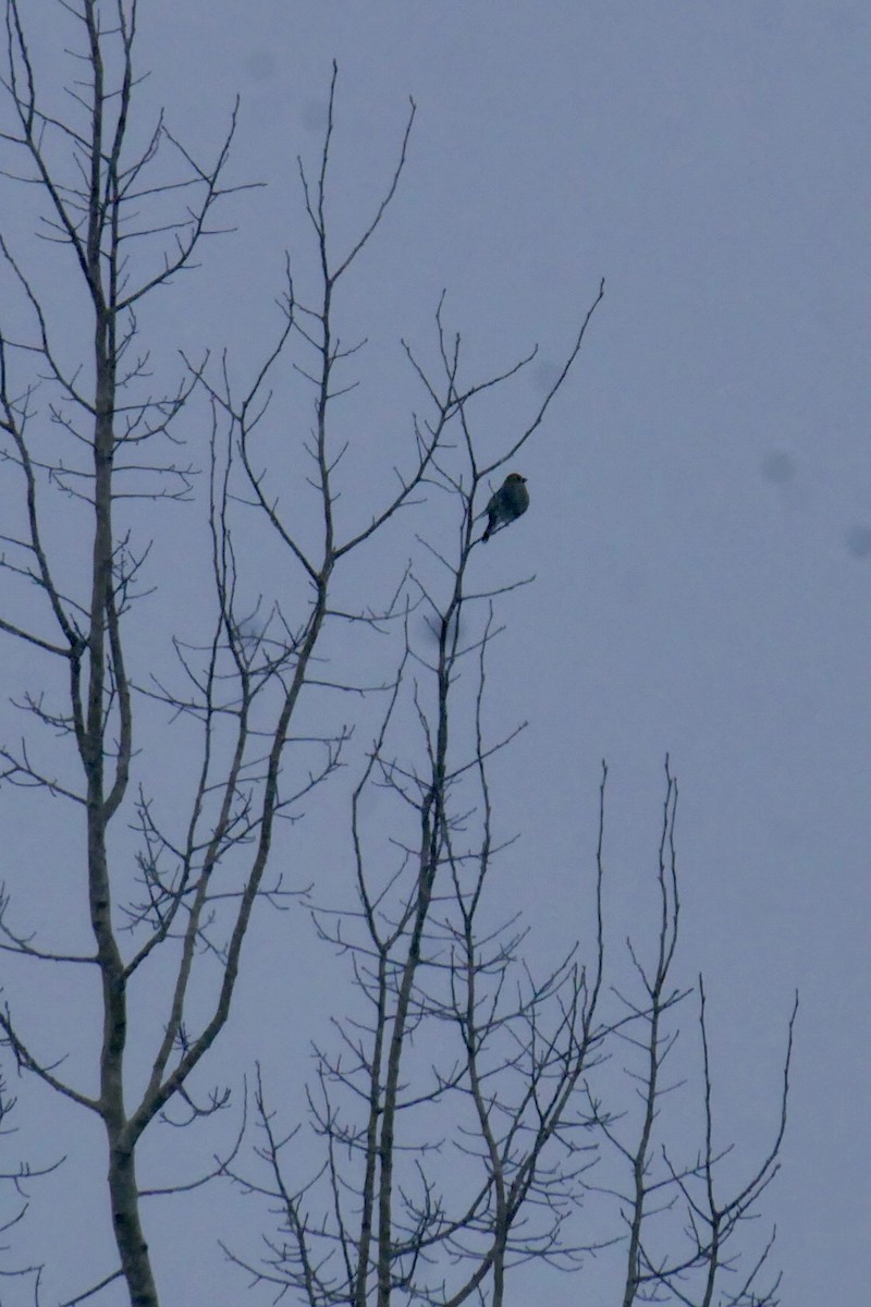 Pine Grosbeak - ML646860664