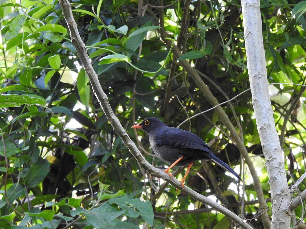 Great Thrush - ML646860665