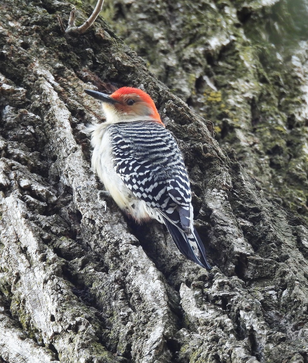 Red-bellied Woodpecker - ML646860667