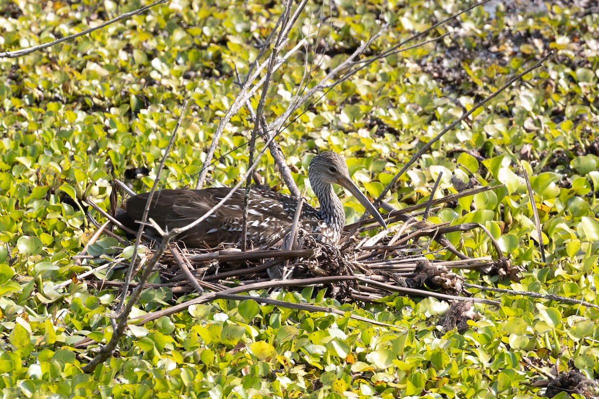 kurlan chřástalovitý - ML646860671