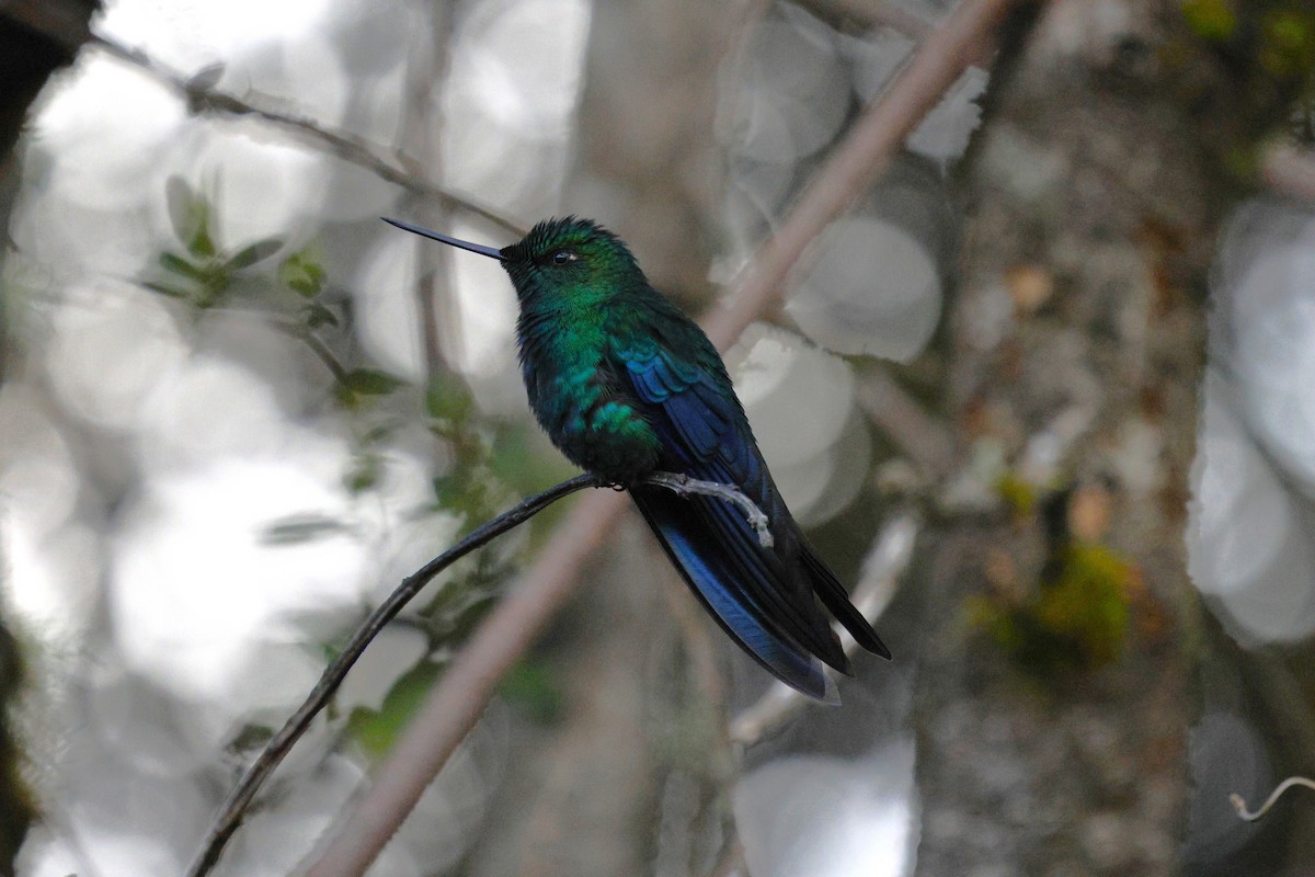 Great Sapphirewing - ML646860672