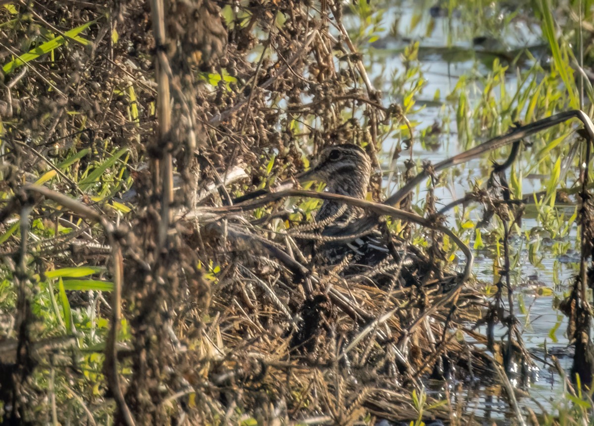 bekasina severoamerická - ML646860673