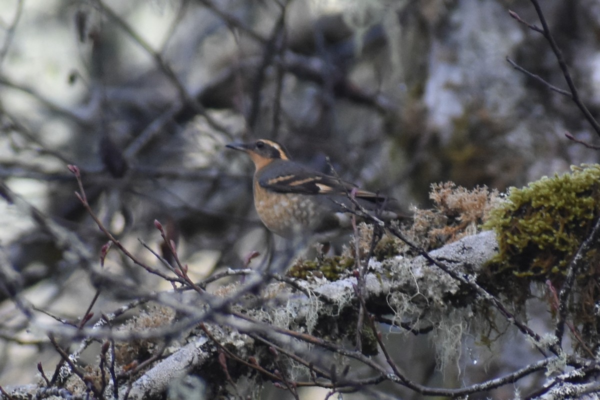Varied Thrush - ML646860675
