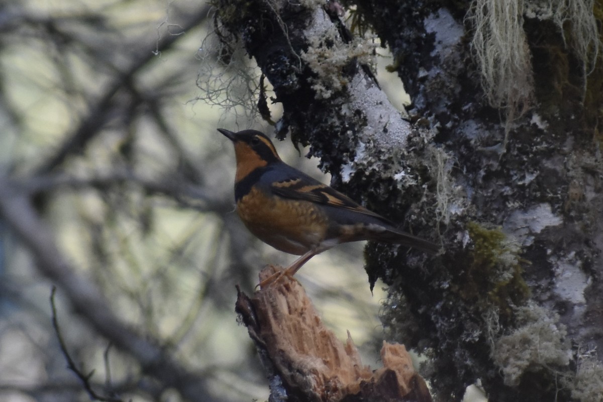 Varied Thrush - ML646860676