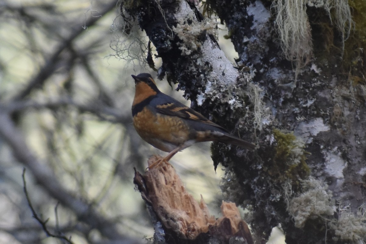 Varied Thrush - ML646860677