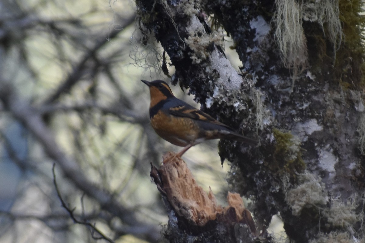 Varied Thrush - ML646860678