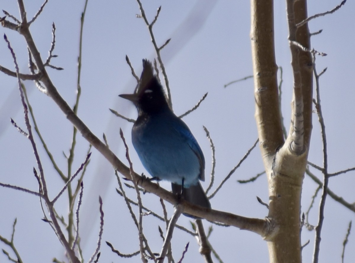 Стеллерова сойка [группа diademata] - ML646860679