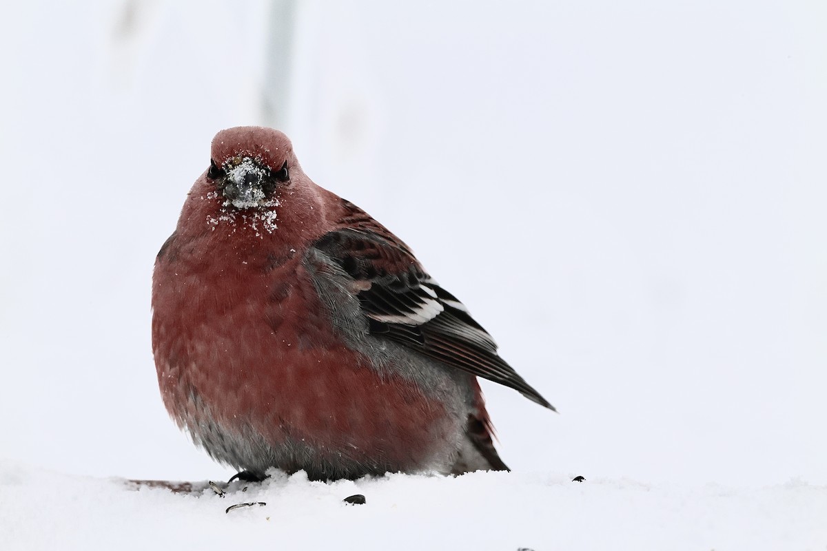 Pinu-gailupa - ML646860681