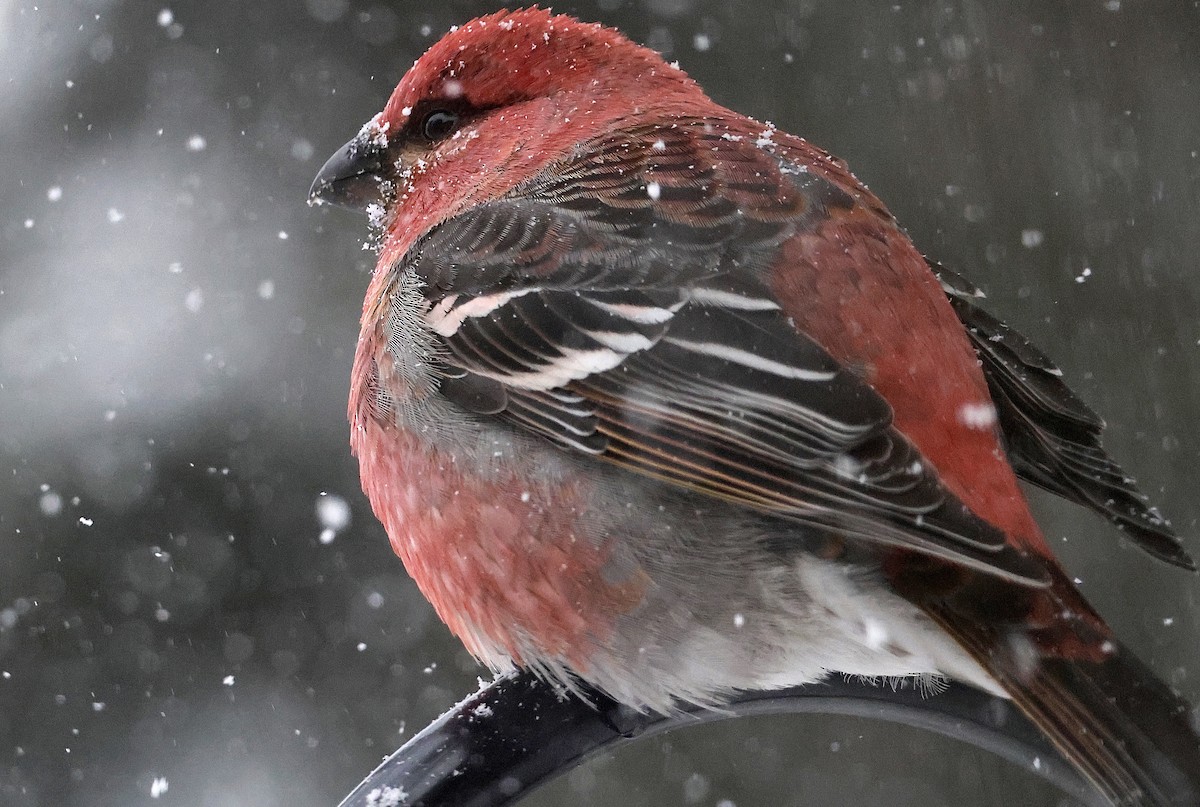 Pinu-gailupa - ML646860682