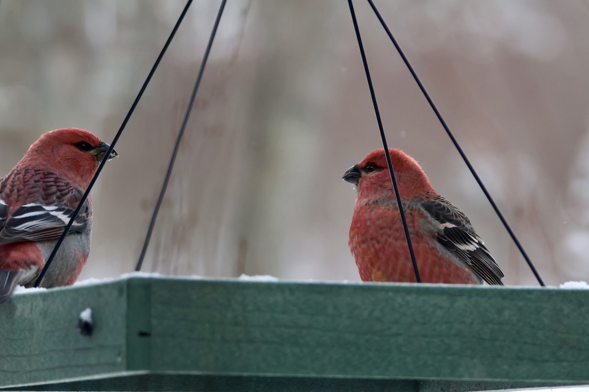 Pinu-gailupa - ML646860684