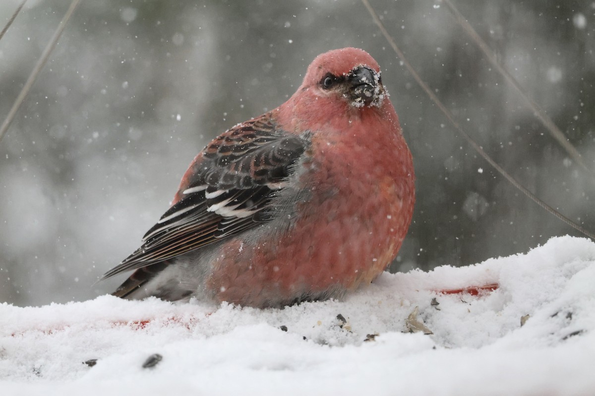 Pinu-gailupa - ML646860685