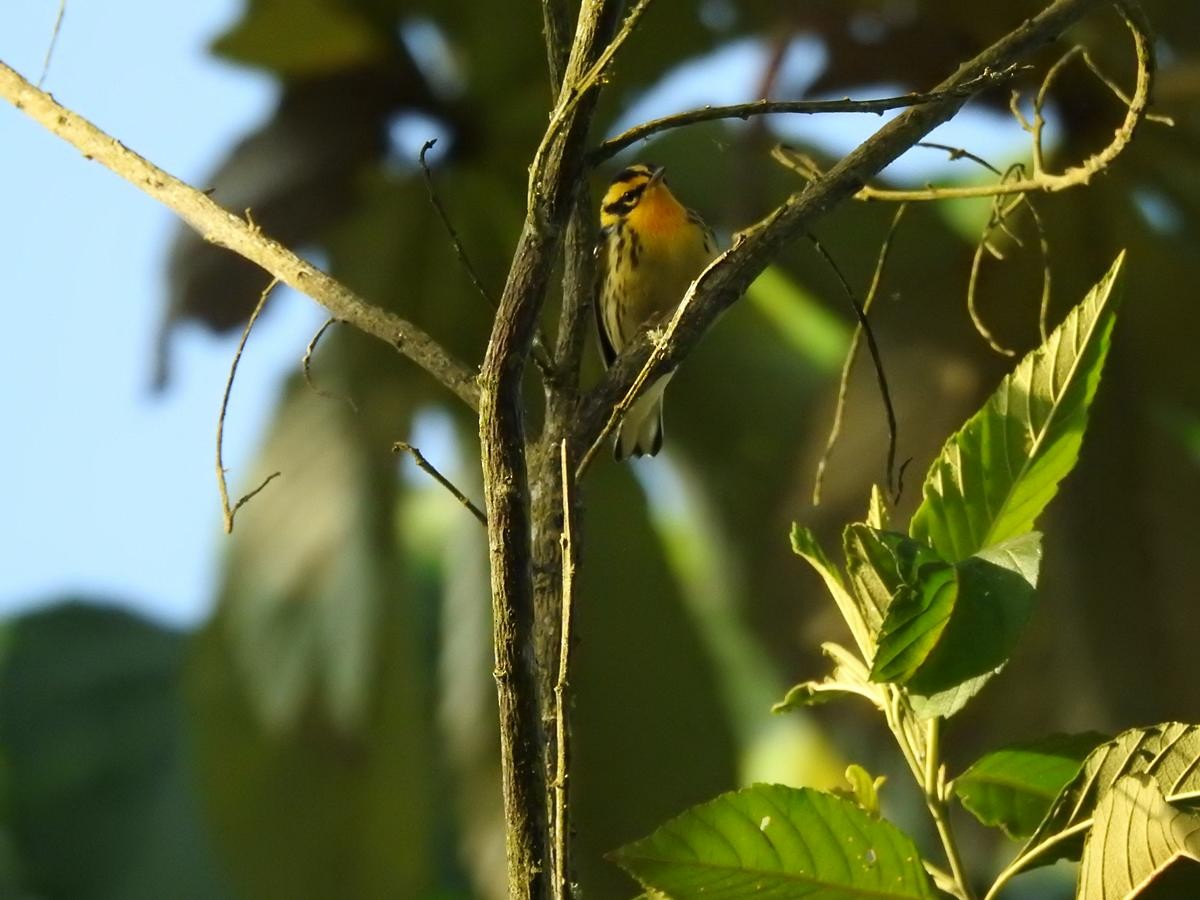 Blackburnian Warbler - ML646860686
